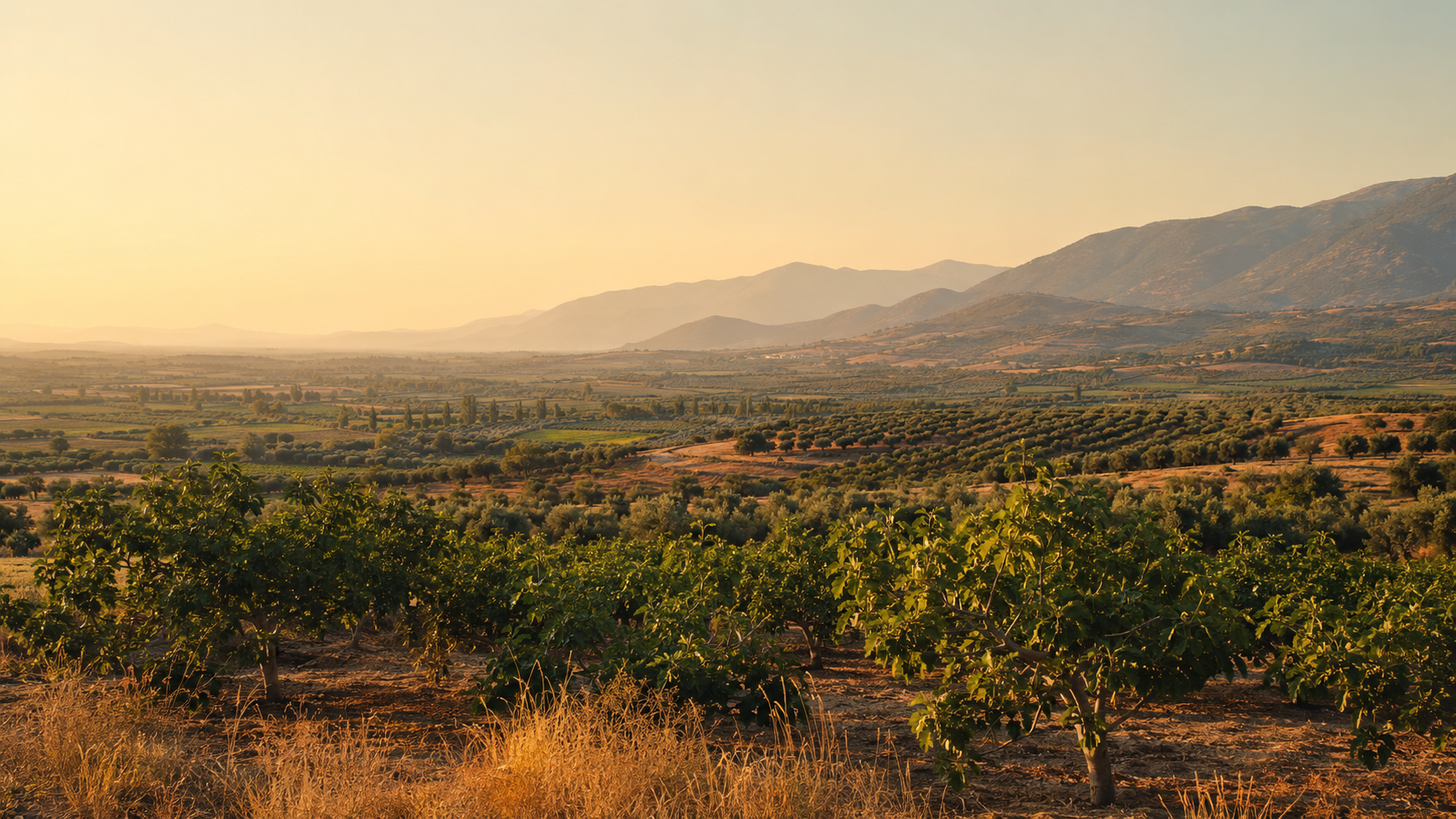 Fig and olive orchards across the fertile Aydın landscape